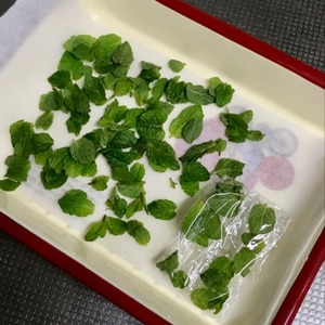 ハーブ・ミントの葉の冷蔵と冷凍の保存
